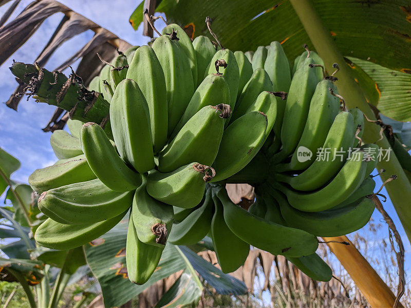 kepok香蕉(Musa acuminata × balbisiana)的早晨